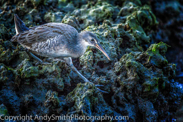 Clapper Rail on the Mud Bank